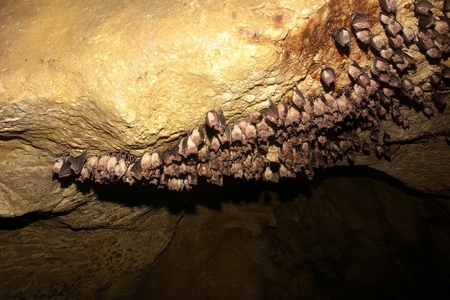Group of Greater horseshoe bat Rhinolophus ferrumequinum - wintering colonyの写真素材