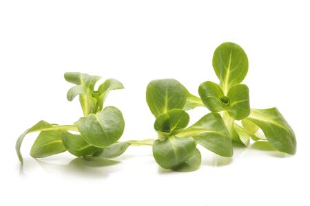 valerian leaf saladの写真素材