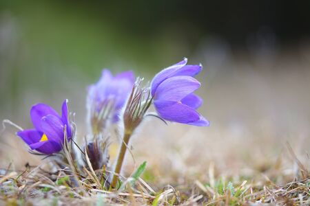 pasque flowerの写真素材