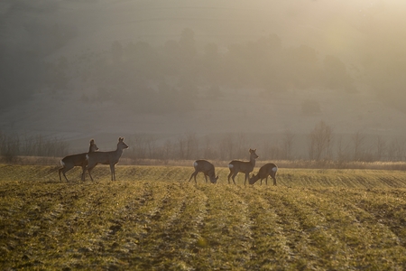 troop of roe deerの写真素材