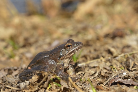 Moor frog in spring (Rana arvalis)の写真素材