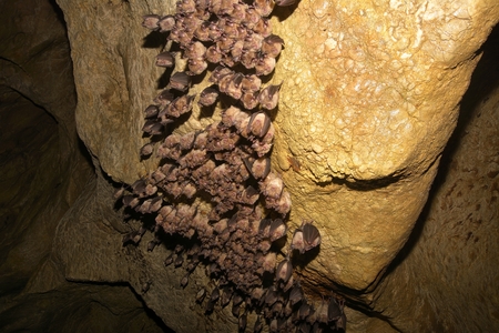 Groups of sleeping bats in cave - Lesser mouse-eared bat (Myotis blythii) and (Rhinolophus...