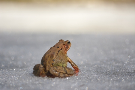 Common Brown frog (rana temporaria)