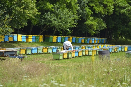 Experienced senior beekeeper working in his apiaryの写真素材