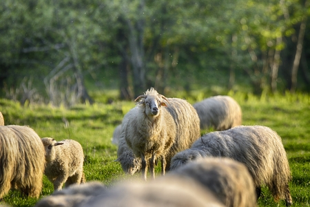 Flock of sheep grazing in a pasture in the foothills of the Carpathian mountainsの写真素材