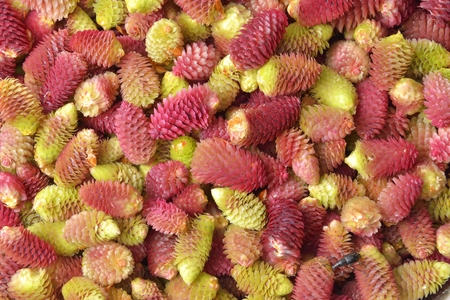 Young fir cones backgroundの写真素材