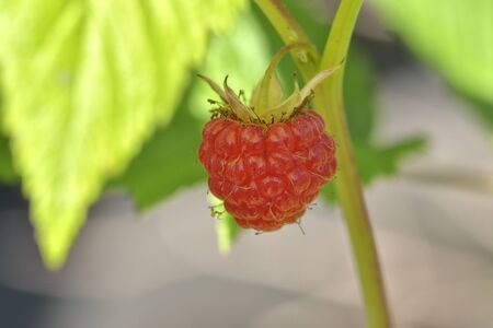 close-up of the ripe raspberry in the fruit garden