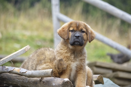 Cute puppyの写真素材