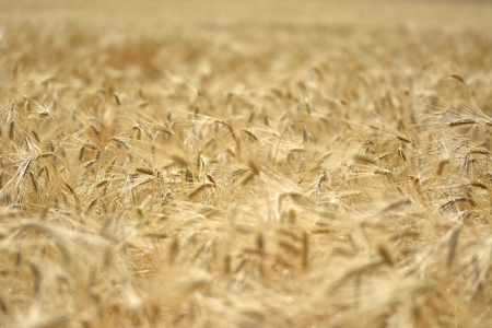 Fields of wheat at the end of summer fully ripeの写真素材