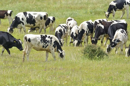 Curious heard of Black White Cowsの写真素材