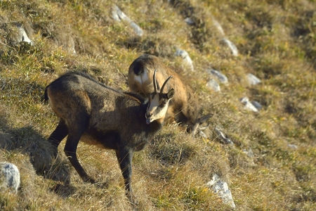 Chamois ( Rupicapra rupicapra) in natural habitatの写真素材