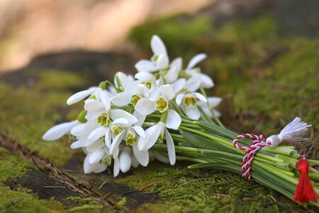 Bouquet of snowdropsの写真素材