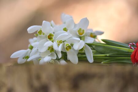 Bouquet of snowdropsの写真素材