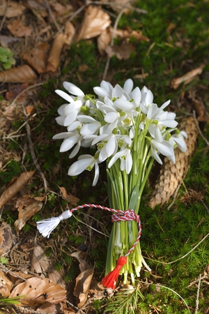 snowdrops, 1st of March tradition white and red cord martisorの写真素材