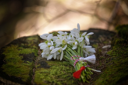 snowdrops, 1st of March tradition white and red cord martisorの写真素材