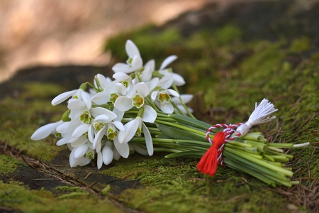 snowdrops, 1st of March tradition white and red cord martisorの写真素材