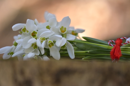 snowdrops, 1st of March tradition white and red cord martisorの写真素材