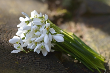 Spring snowdrop flowers. Snowdrop bouquet の写真素材