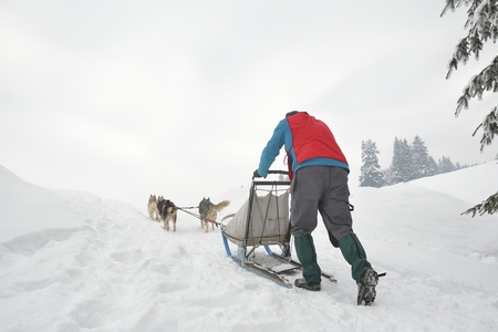 portrait of dogs participating in the Dog Sled Racing Contestの写真素材