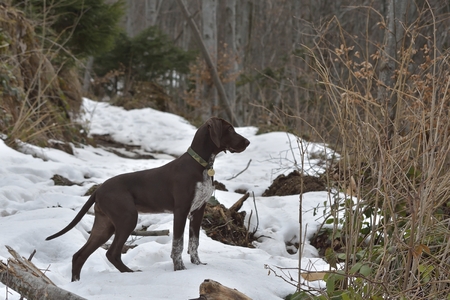 Deutsch Kurzhaar German Short-haired Pointing Dogの写真素材
