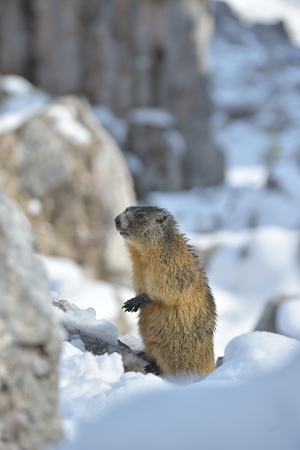 Alpine Marmot in Dolomites, Italyの写真素材