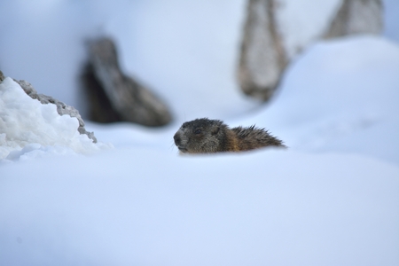 Alpine Marmot, Dolomites, Italyの写真素材