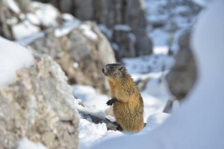 Alpine Marmot, Dolomites, Italyの写真素材
