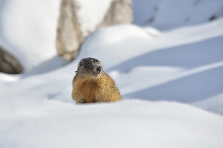 Alpine Marmot, Dolomites, Italyの写真素材