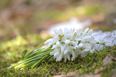 Beautiful snowdropsの写真素材