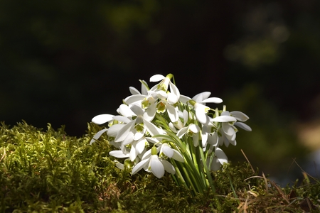 Beautiful snowdropsの写真素材