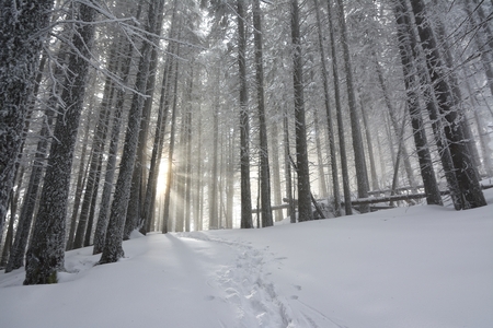 Sunset in the wood between the trees strains in winterの写真素材