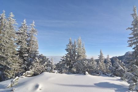 Forest in snow. Winter forest.の写真素材