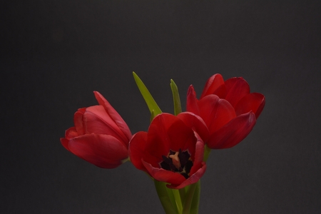 Red tulips on black backgroundの写真素材
