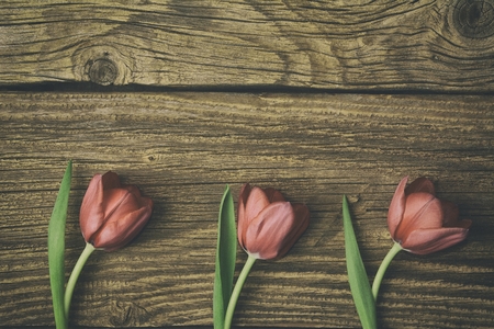 Red tulips on an antique wooden backgroundの写真素材