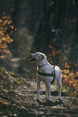Labrador retriever dog in the forestの写真素材