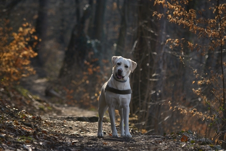 Labrador retriever dog in the forestの写真素材