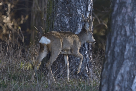 Roe deer - goat (Capreolus capreolus)の写真素材