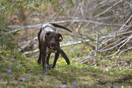 Brown german shorthaired pointer running in a parkの写真素材
