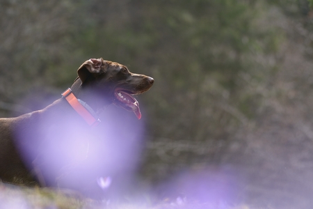 Brown german shorthaired pointer running in a parkの写真素材