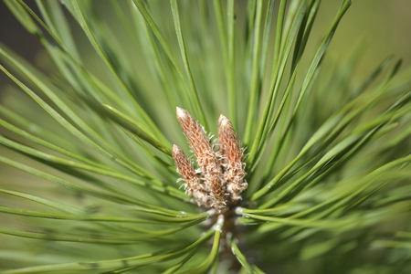 Pine buds. Pine branch with fresh buds in the spring.の写真素材