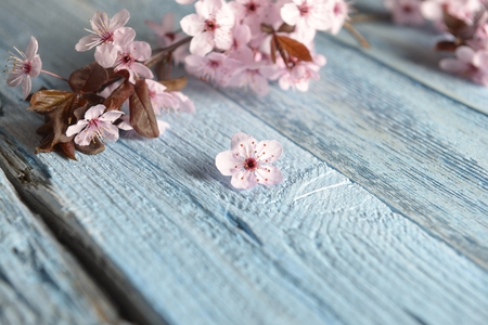 Pink sakura flower blossom on blue rustic wooden table. Cherry blossom flowers on vintage background with place for text.の写真素材
