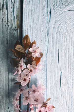 Pink sakura flower blossom on blue rustic wooden table. Cherry blossom flowers on vintage background with place for text.の写真素材