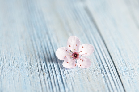 Background with pink sakura flower on blue wooden planks.の写真素材
