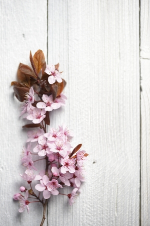 Sakura branches with flowers on white wooden backgroundの写真素材