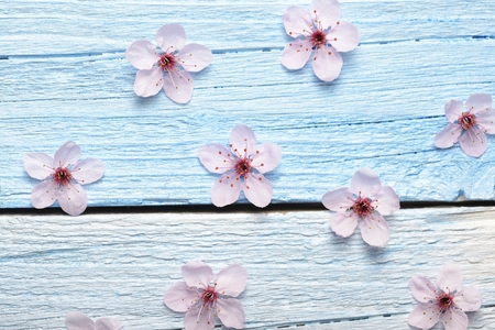 Pink sakura flower blossom on blue rustic wooden table. Cherry blossom flowers on vintage background with place for text.の写真素材