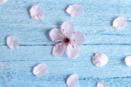 Pink sakura flower blossom on blue rustic wooden table. Cherry blossom flowers on vintage background with place for text.の写真素材