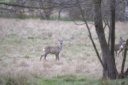 Roe deer - goat (Capreolus capreolus)の写真素材