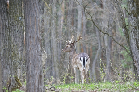 Fallow deer buck (dama dama)の写真素材
