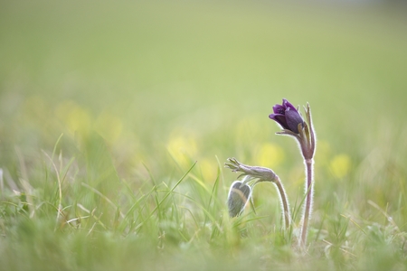 Pulsatilla pratensis ssp, nigricans - Small pasque flower, rare endangered speciesの写真素材