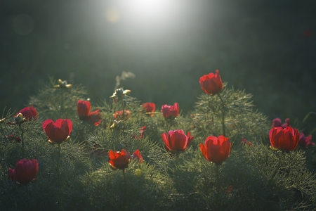 Close-up of red flowers of wild fine-leaved peony (Paeonia tenuifolia)の写真素材